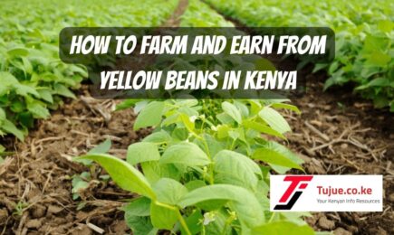 How to Farm and Earn from Yellow Beans in Kenya