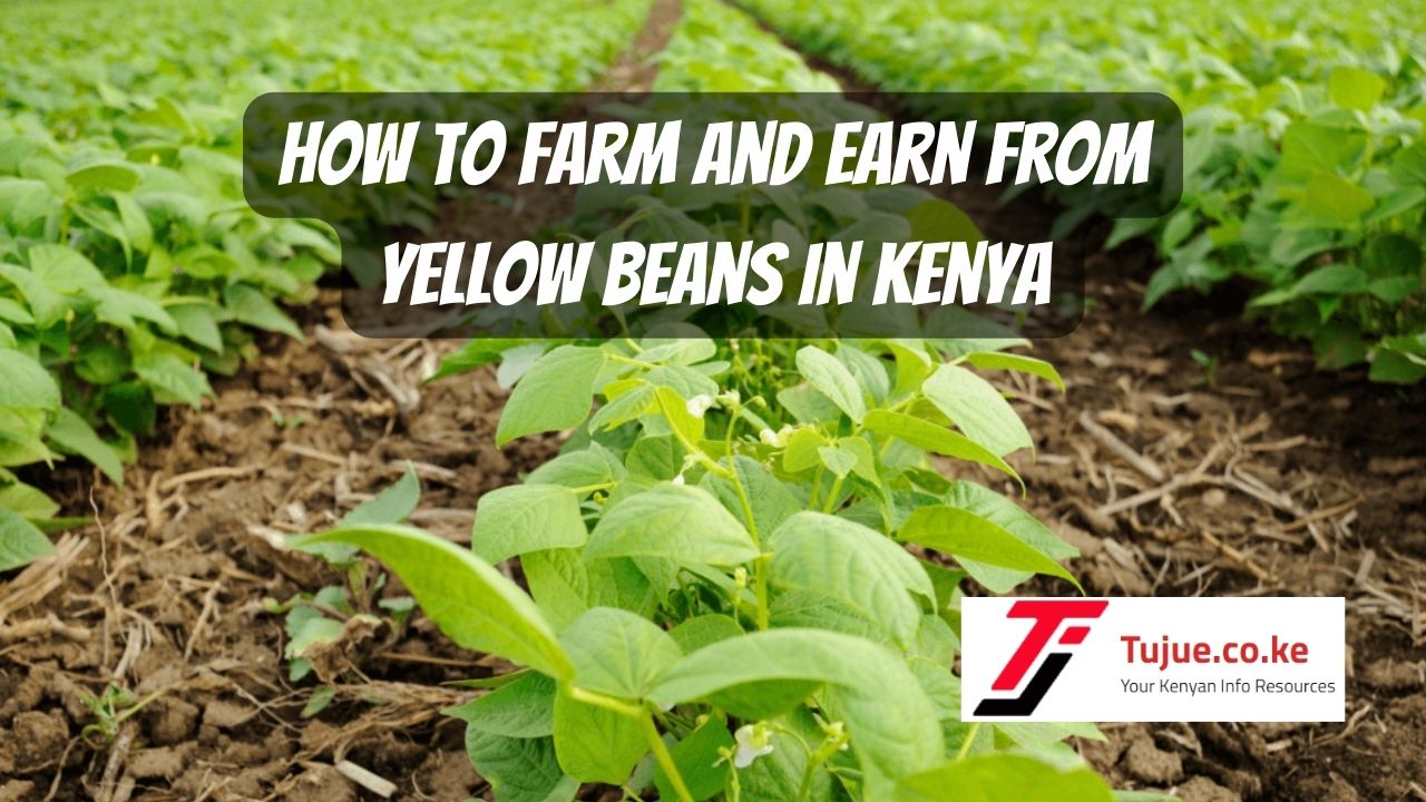 How to Farm and Earn from Yellow Beans in Kenya