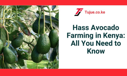 Hass Avocado Farming in Kenya: All You Need to Know