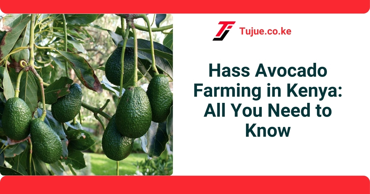 Hass Avocado Farming in Kenya: All You Need to Know