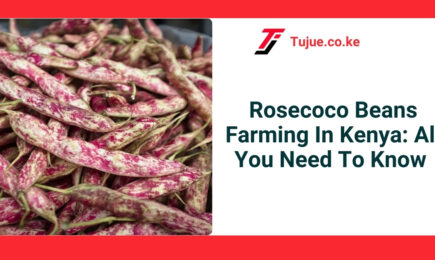 Rosecoco Beans Farming In Kenya: All You Need To Know 