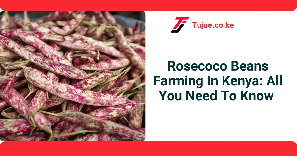 Rosecoco Beans Farming In Kenya: All You Need To Know 