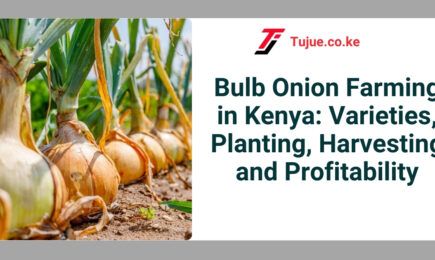 Bulb Onion Farming in Kenya: Varieties, Planting, Harvesting and Profitability