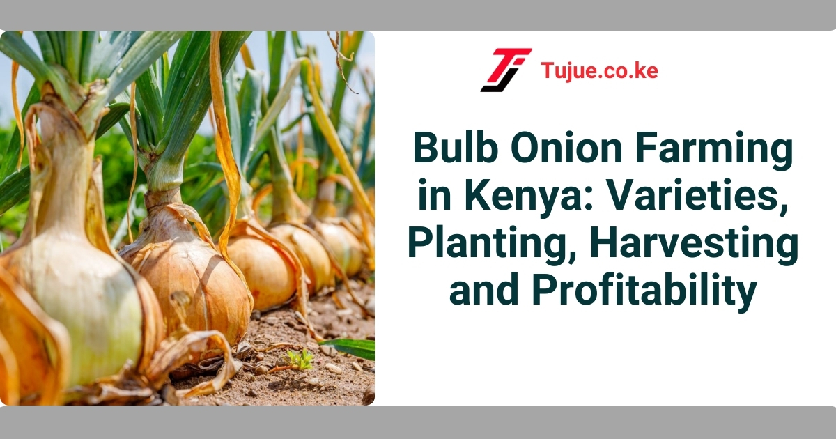 Bulb Onion Farming in Kenya: Varieties, Planting, Harvesting and Profitability