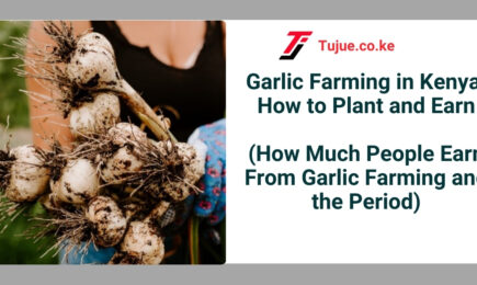 Garlic Farming in Kenya: How to Plant and Earn