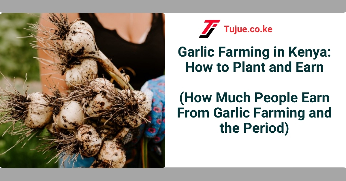 Garlic Farming in Kenya: How to Plant and Earn