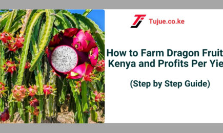 How to Farm Dragon Fruit in Kenya and Profits Per Yield