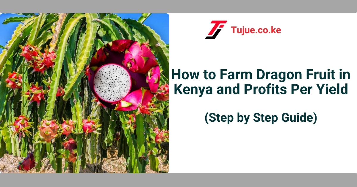 How to Farm Dragon Fruit in Kenya and Profits Per Yield