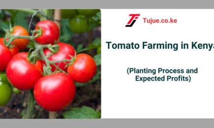 Tomato Farming in Kenya: Planting Process and Expected Profits 