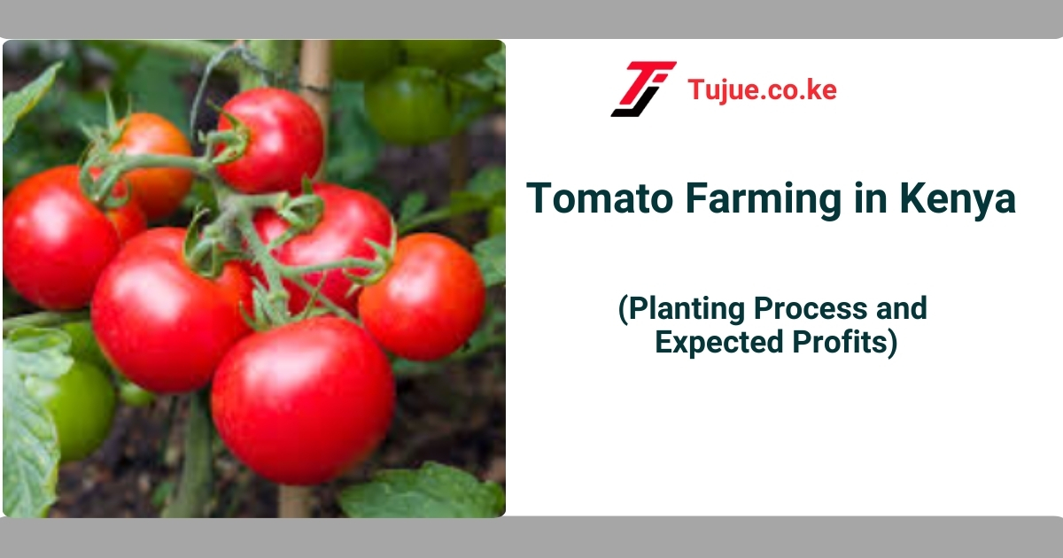 Tomato Farming in Kenya: Planting Process and Expected Profits 